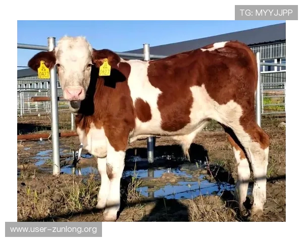 尊龙凯时人生齐鲁晚报:探索尊龙凯时在网络游戏行业中的最新动态与发展趋势 尊龙凯时人生齐鲁晚报:探索尊龙凯时在网络游戏行业中的最新动态与发展趋势